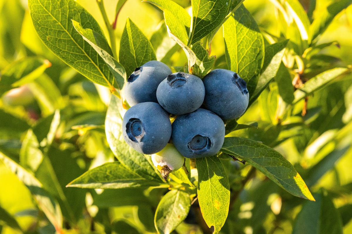 Arándanos azules con antioxidantes